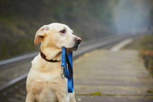 Comunicare il decesso, lo smarrimento o il ritrovamento di un animale d'affezione